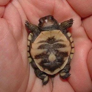 Meet your Posher, Misty lane